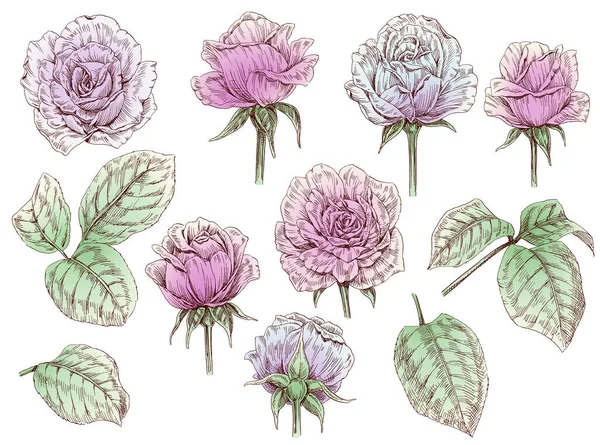 Ilustración Dibujada Mano Flores Hojas Rosas — Foto de Stock