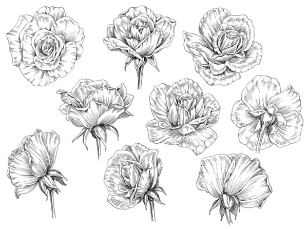 Ręcznie Rysowane Ilustracje Kwiaty Liście Róże — Zdjęcie stockowe