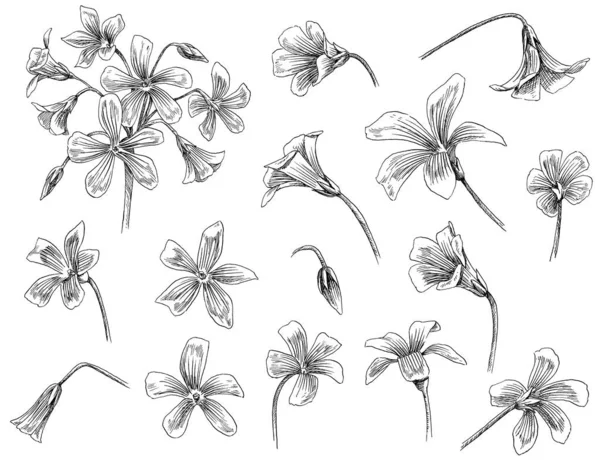 Ručně Kreslené Ilustrace Květiny Listy — Stock fotografie