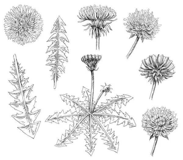 Ručně Kreslené Ilustrace Květiny Listy Pampeliška — Stock fotografie