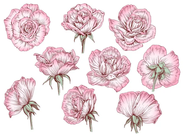 Ilustración Dibujada Mano Flores Hojas Rosas — Foto de Stock