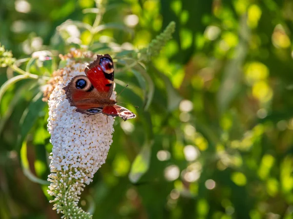 Peacock butterfly (aglais io) on a butterfly-bush (buddleja davidii)