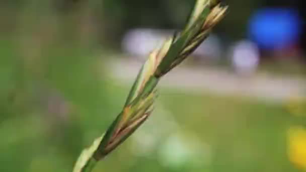 Tahıllı Çim Kazığının Videosunu Kapat — Stok video