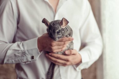 Komik chinchilla, closeup çocukla