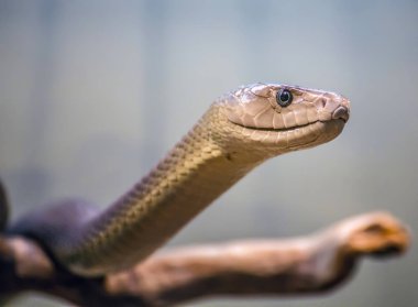 Siyah mamba portre / snake / sürüngen / tehlikeli / zehirli