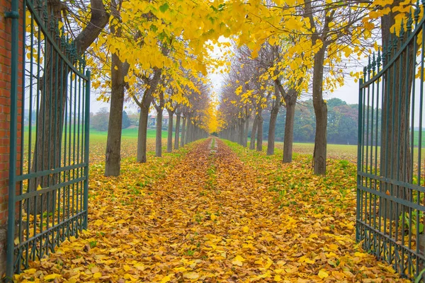 Autumn trees lined in private home road with open gate with foliage in Italy,Europe / trees/ gate/ road / empty/ autumn