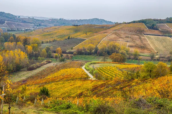 Барвисті Рядки Виноградник Вино Росте Осінній Italy Європи — стокове фото