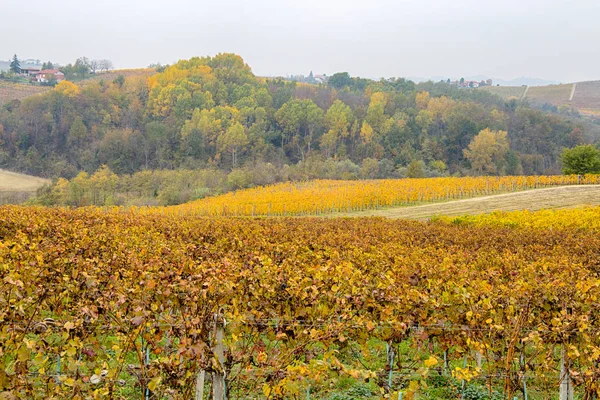 Пагорбах Виноградники Восени Італія — стокове фото
