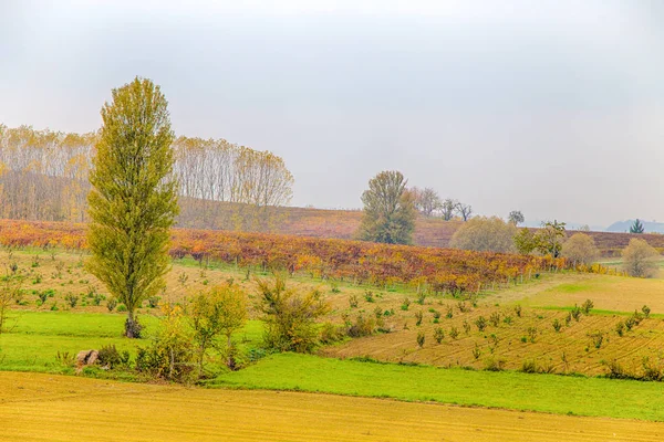 Холмы Виноградников Осенью Италия — стоковое фото