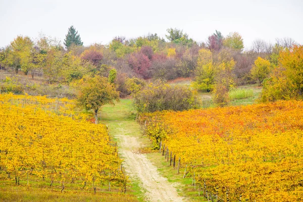 Пагорбах Виноградники Восени Італія — стокове фото