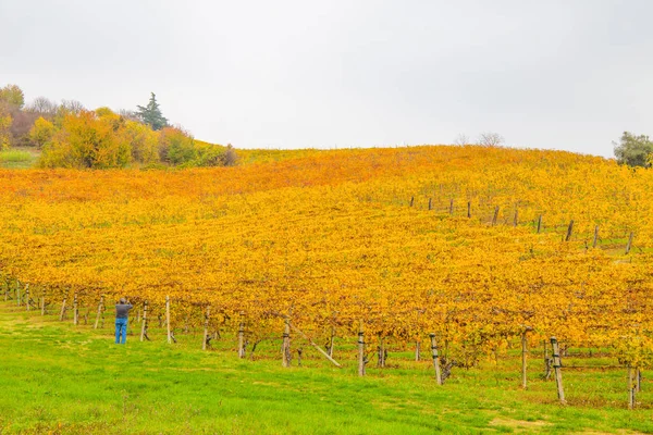 Heuvels Van Wijngaarden Herfst Italië — Stockfoto