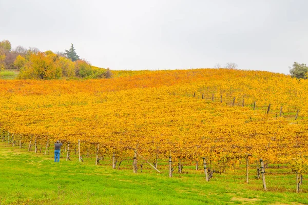 Colinas Viñedos Otoño Italia — Foto de Stock