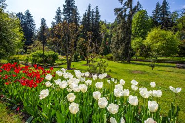 Renkli ve rengârenk lale çiçekler içinde Botanik Bahçe Villa Taranto eyaletinin Pallanza, Verbania, İtalya.