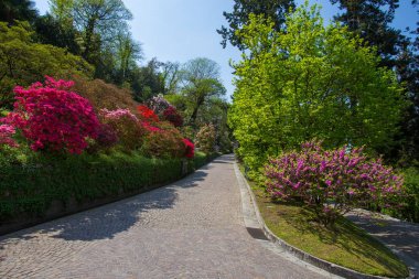 Renkli açelya, Botanik Bahçe Villa Taranto eyaletinin Pallanza, Verbania, İtalya.