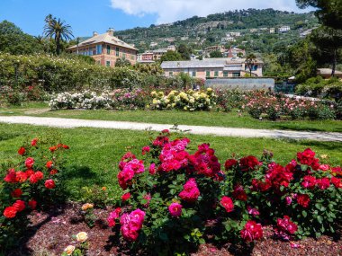 Genoa (Genova), İtalya, 18 Mayıs 2018 - gül bahçesi 