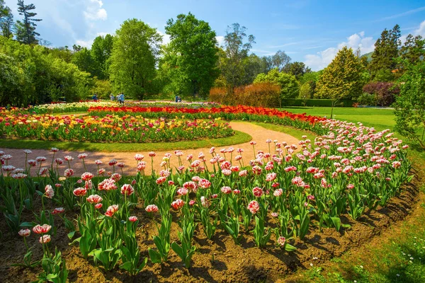 Beautiful various kinds of tulips in the botanical garden of Villa Taranto in Pallanza, Verbania, Italy.