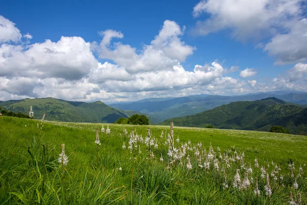 Çayır expanses asphodels ve nergis çiçek bulutlar ile mavi gökyüzü altında.