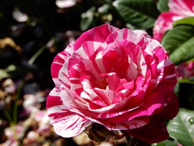 Güzel kırmızı ve beyaz yakın yükseldi