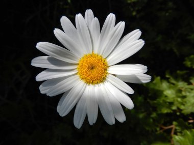 Güzel papatya yakın çekim