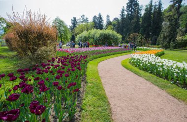 Bir renkli ve Lale çiçek türleri variegate - fotoğraf kadar yakın.