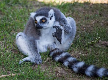 İzole lemur çimenlerin üzerinde oturur.