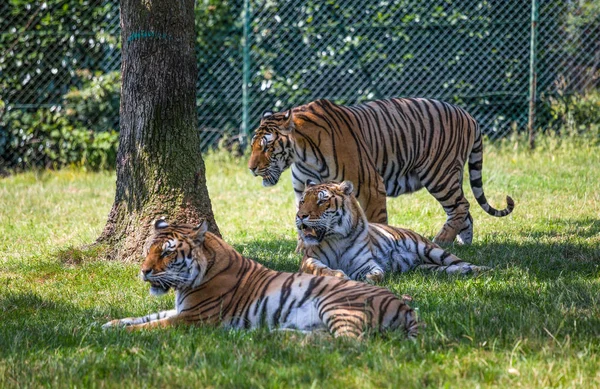 Piękna Trójkąt Tygrysów Trawie Obok Drzewa — Zdjęcie stockowe