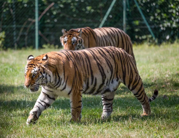 Deux Tigres Marchant Sur Herbe Flou Arrière Plan — Photo