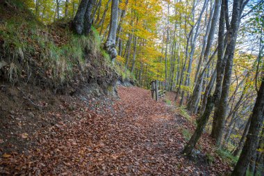 Ağaçların arasından bir sonbahar gününde çalışan ülke yolu / kayın ormanı