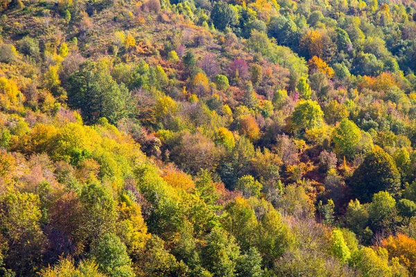 Hegyi Őszi Táj Színes Erdő — Stock Fotó