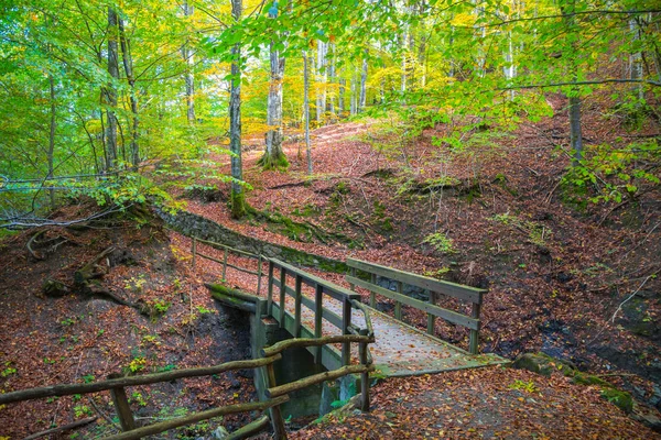 Autumn forest with wood bridge over creek in beeches forest with trees and colorful foliage.