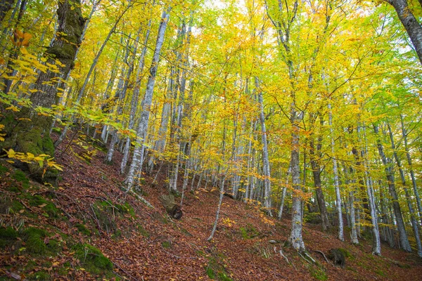 Coorful Őszi Woods Levelek Bükkfák — Stock Fotó