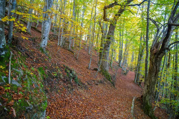 Feldweg Führt Einem Herbsttag Durch Den Wald Buchenwald — Stockfoto