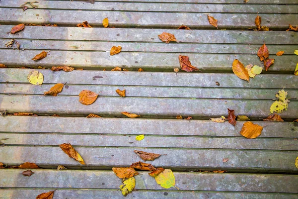 Herbstblätter Einem Waldhintergrund — Stockfoto