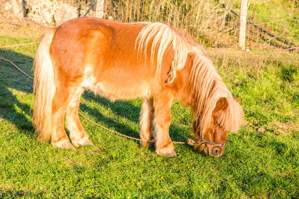 Fin Brun Ponny Äter Gräs — Stockfoto