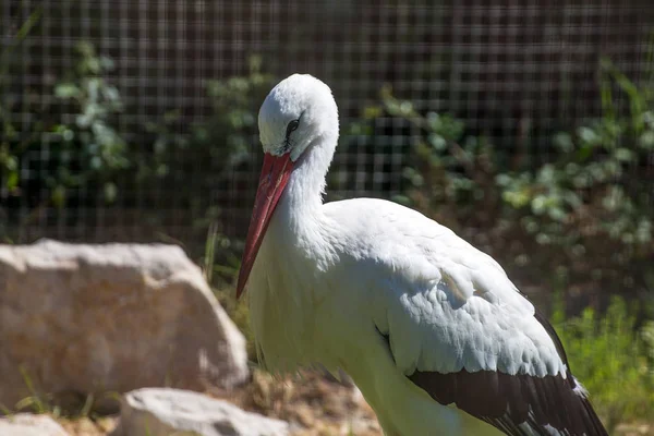 Stork Porträtt Med Oskarp Bakgrund — Stockfoto