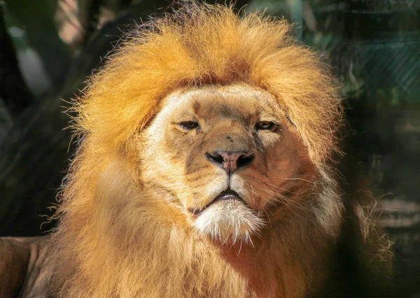 Retrato Enorme Leão Africano Macho Bonito — Fotografia de Stock