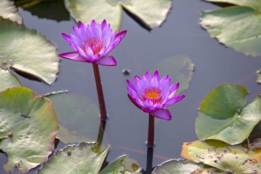 Pembe lotus çiçekleri yakın çekim