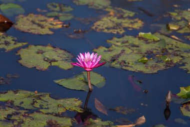 Gölette pembe nilüfer çiçeği