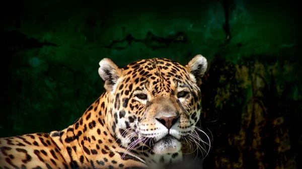 Vista Vicino Una Jaguar Panthera Onca Giaguaro Felino Primo Piano — Foto Stock