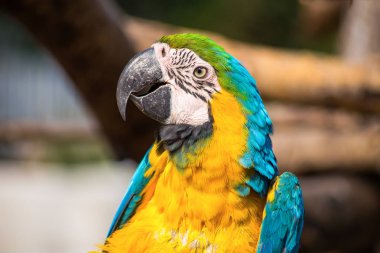Papağan profil portre ile arka plan bulanık