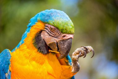 Papağan profil portre yeme.