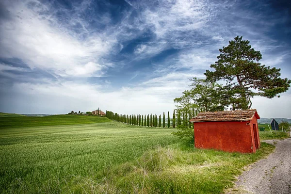 Siena Italy May 2015 Cypress Trees Rows White Road Small — стоковое фото