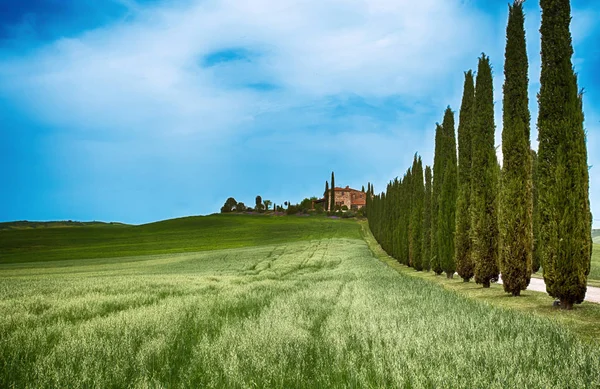 Siena Italy May 2015 Cypress Trees Rows White Road Rural — стоковое фото