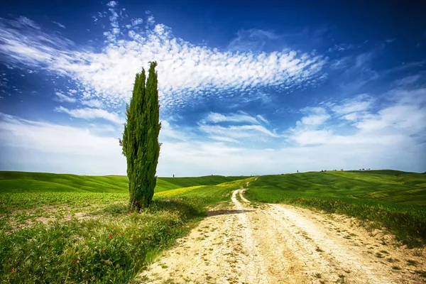 Siena Italy May 2015 Cypress Isolated Tuscan Countryside Val Orcia — стоковое фото