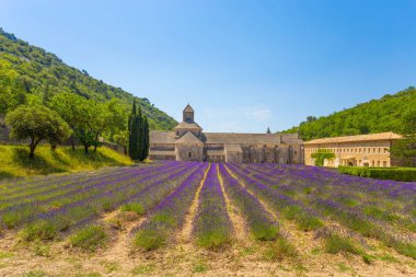 Abbey, senanque ve çiçek açan lavanta çiçekleri satırlar. Gordes, luberon, vaucluse, provence, Fransa, Avrupa.