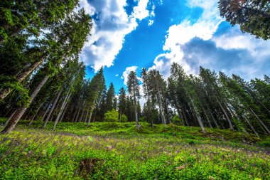 Güzel çam ağaçları altında mavi bir gökyüzü bulutlu / orman / Göknar / gökyüzü / bulutlar