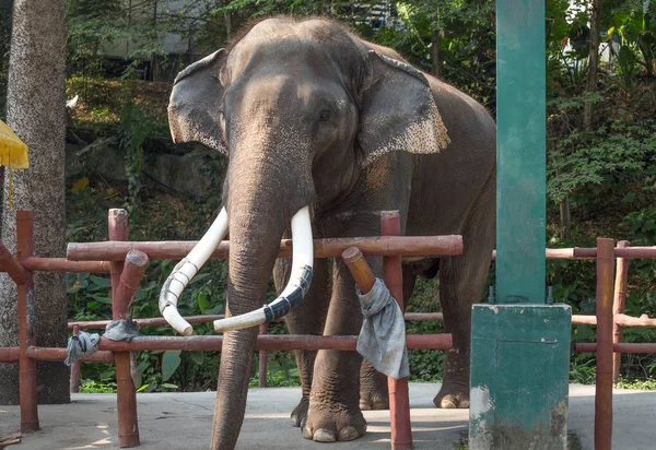 Tay Asya fili portre