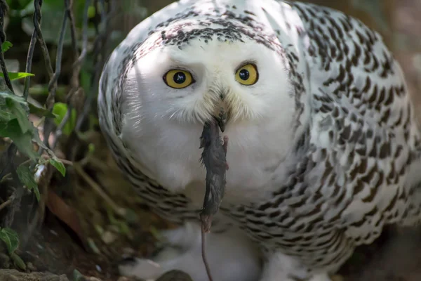 Snowy Owl Catches Small Rat — Stock Photo, Image