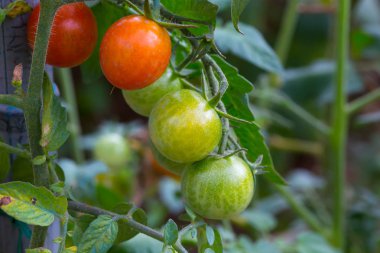Bir seranın dalında yetişen olgun domatesler. Sığ alan derinliği