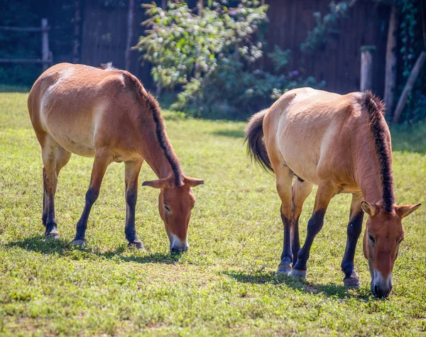 Dois Cavalos Pastando Prado Verdejante Campo — Fotografia de Stock